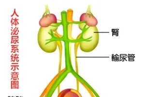 #医学科普#关于小儿泌尿系感染的问题您必定想知道这些