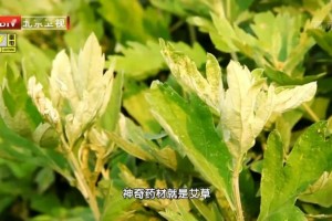 清明往后鸡蛋加它一同煮打扫寒湿又抗癌一年少患病不吃太吃亏