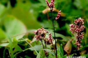 乡村无人问津的4种植物却是湿气的死对头第三种居然没人知道