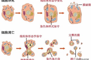 Nature厦门大学研讨团队提醒基因组不稳定性与自发性肠道炎症新机制