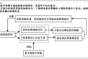 复方脑肽节苷脂可改进宫内缺氧重生模型小鼠脑损伤并促进突触再生